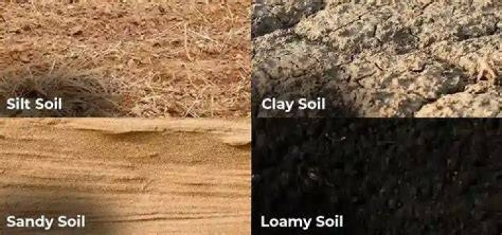 Do worms like clay soil?