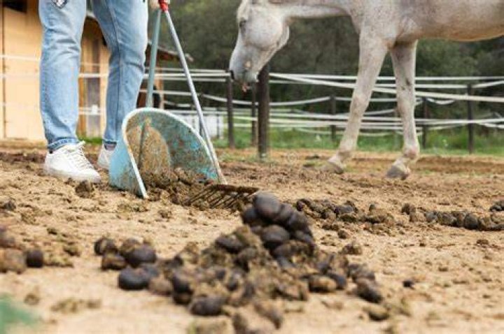 Do you have to clean up horse poop?