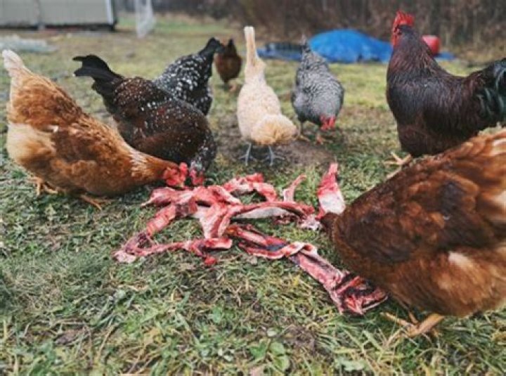 Do you have to let chickens out every day?