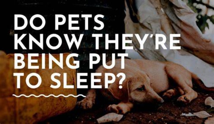 Does a dog know when he is being put to sleep?