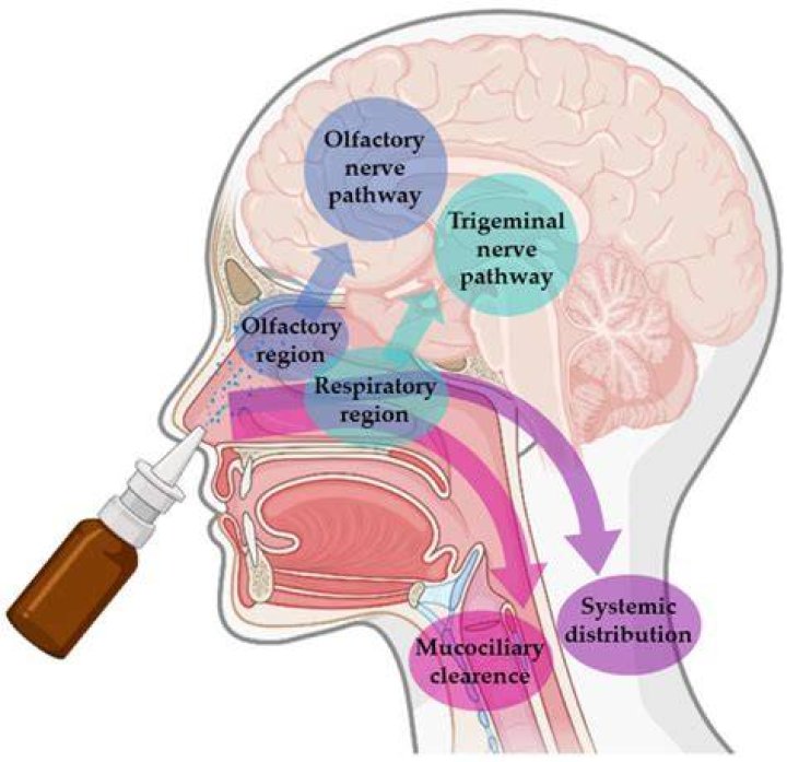 Does air go from nose to brain?