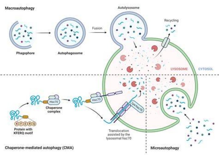 Does autophagy reduce inflammation?