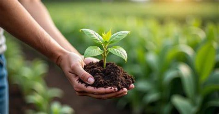 Does chicken poop make good fertilizer?