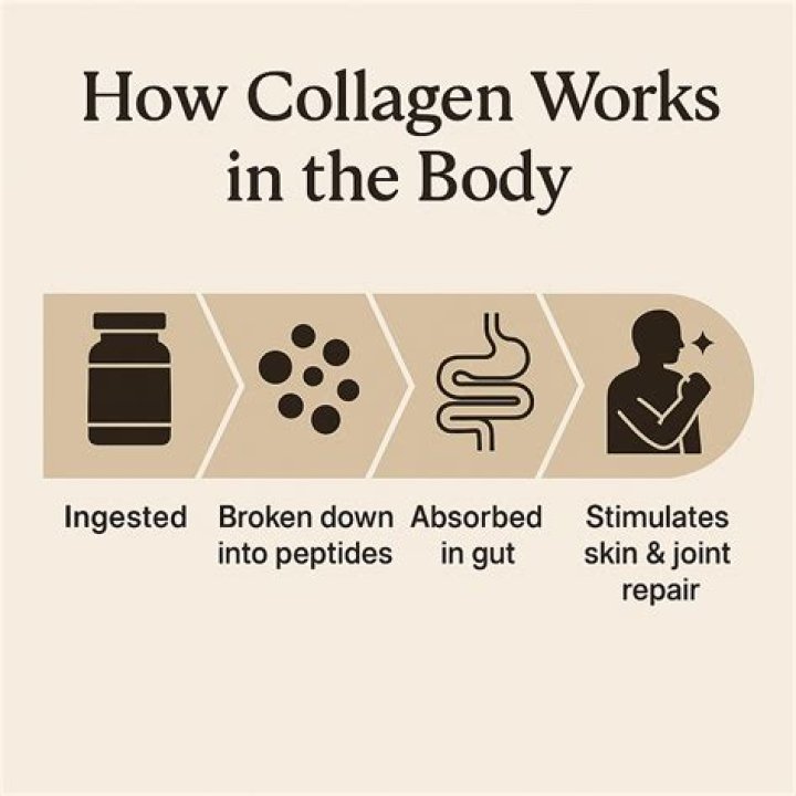 Does collagen help with menopause?