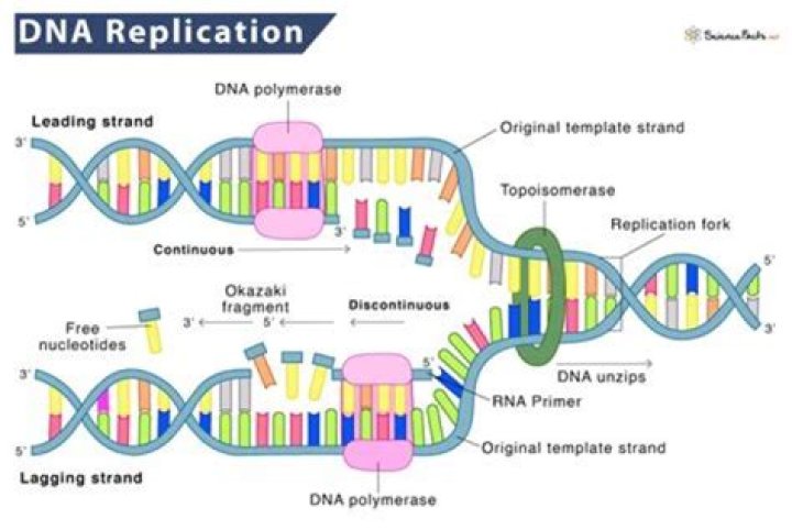 Does DNA replicate before prophase 1?