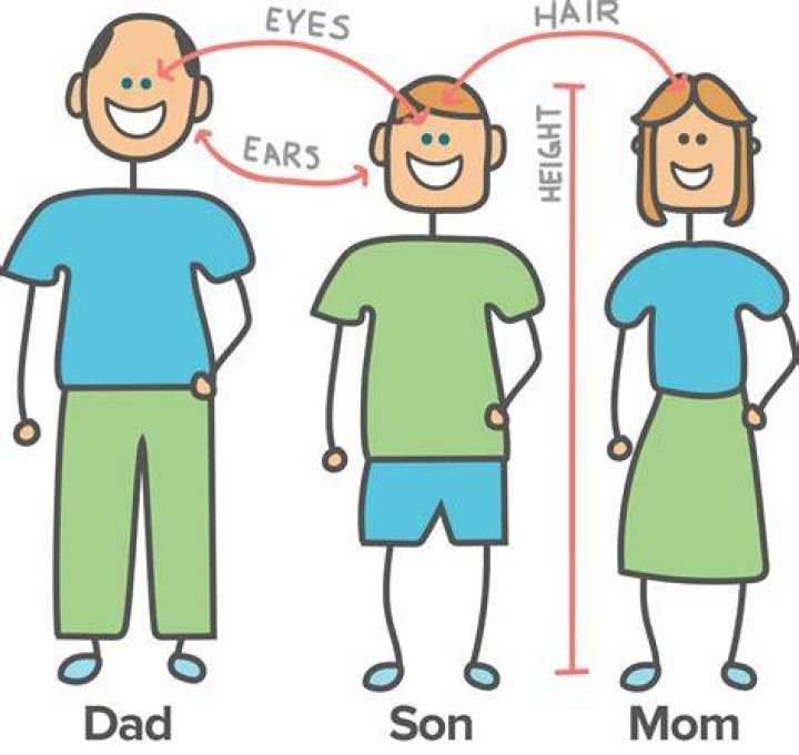 Does height come from grandparents?