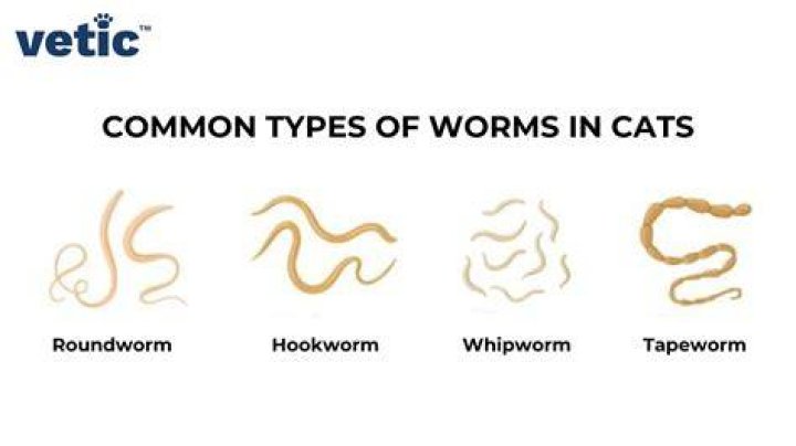 Does it hurt worms to touch them?
