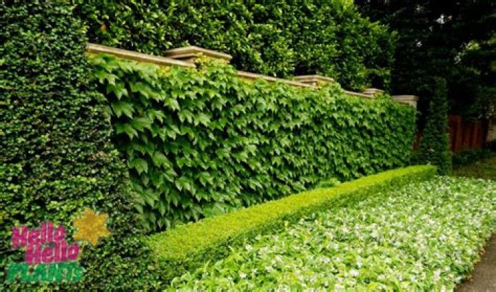 Does ivy make good ground cover?