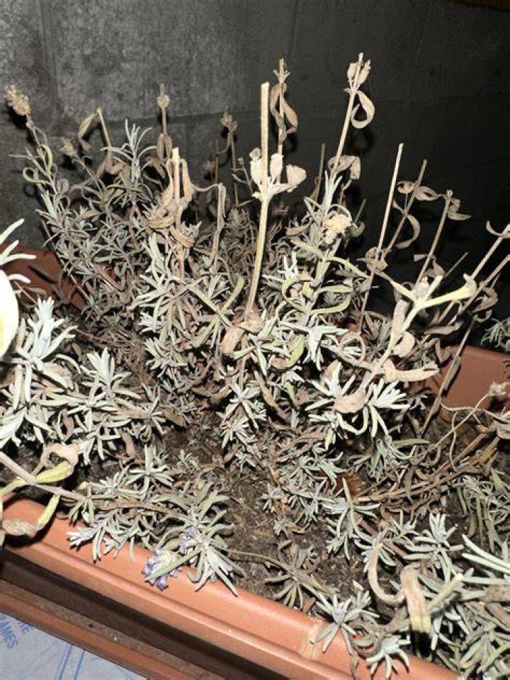 Does lavender go dormant?