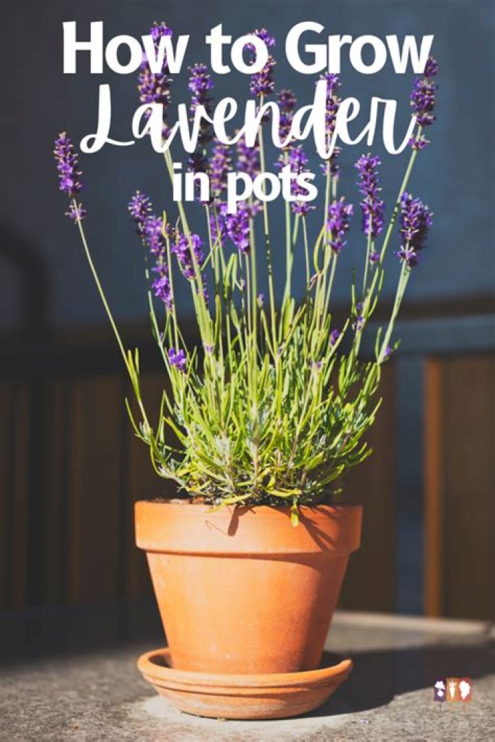Does lavender grow well in pots?