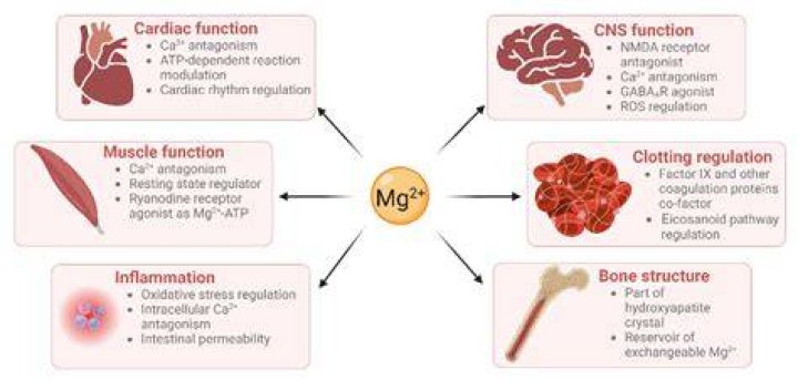 Does magnesium cause weight gain?