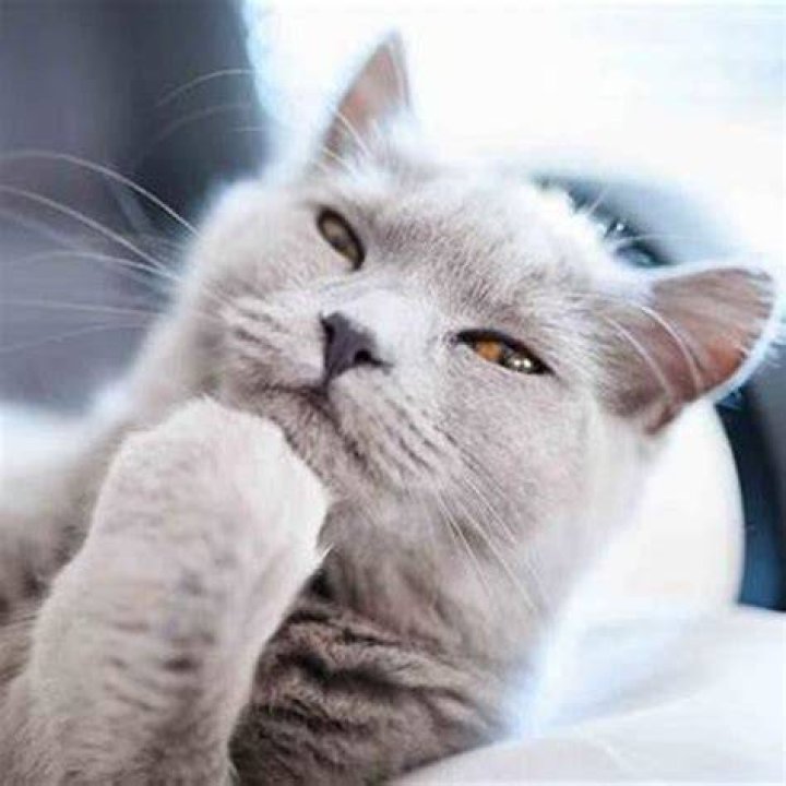 Does my cat think I am a cat?