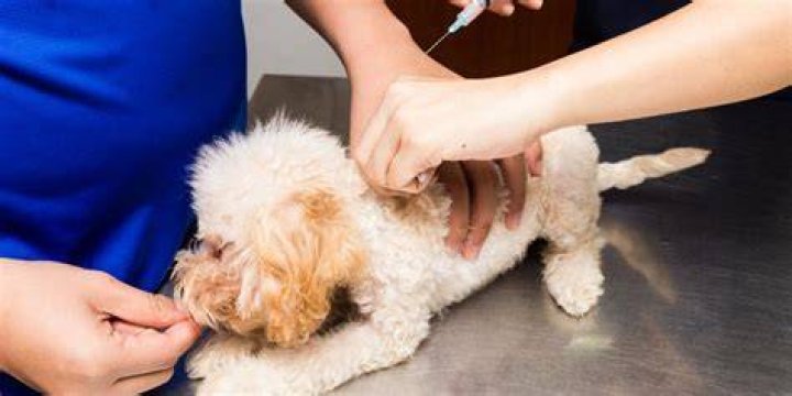 Does my dog really need a leptospirosis vaccine?