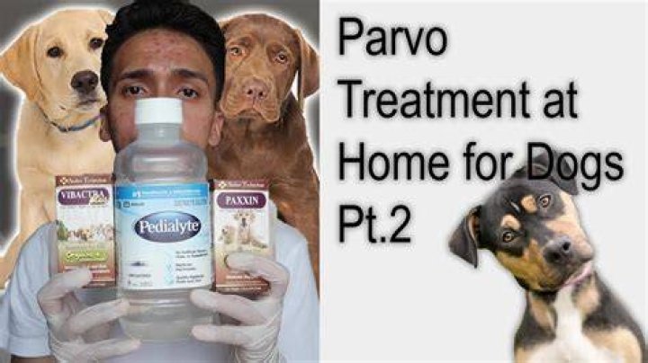 Does Pedialyte help dogs with parvo?