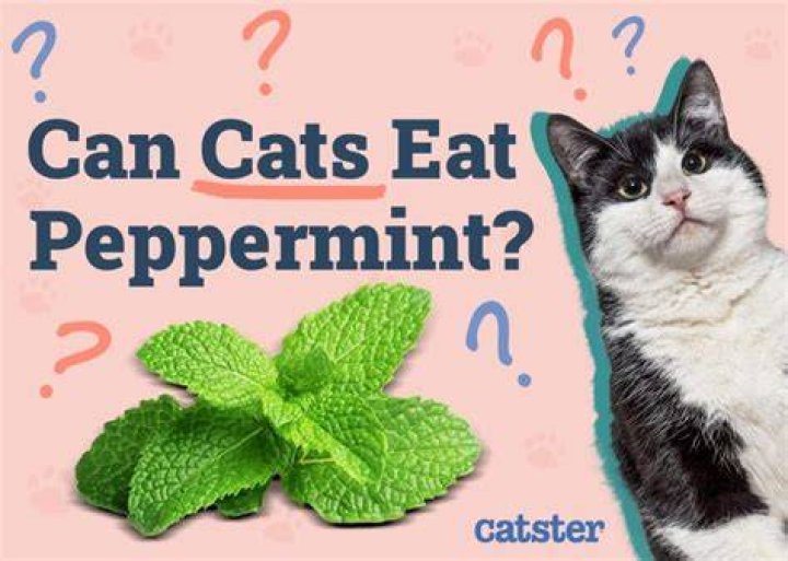 Does peppermint oil affect cats?