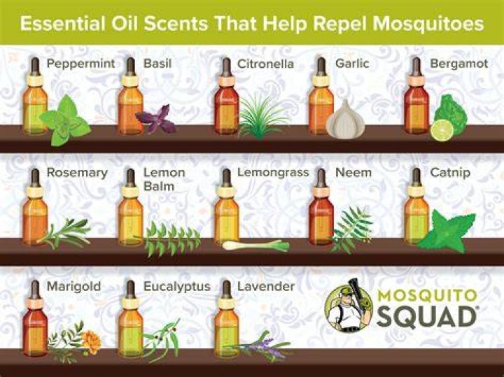 Does peppermint oil keep mosquitoes away?