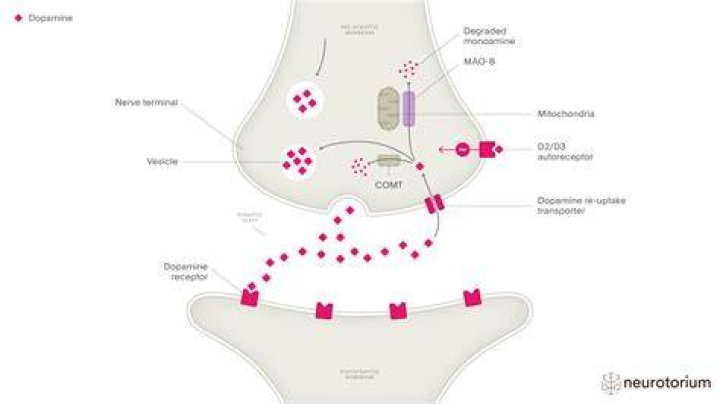 Does praying release dopamine?