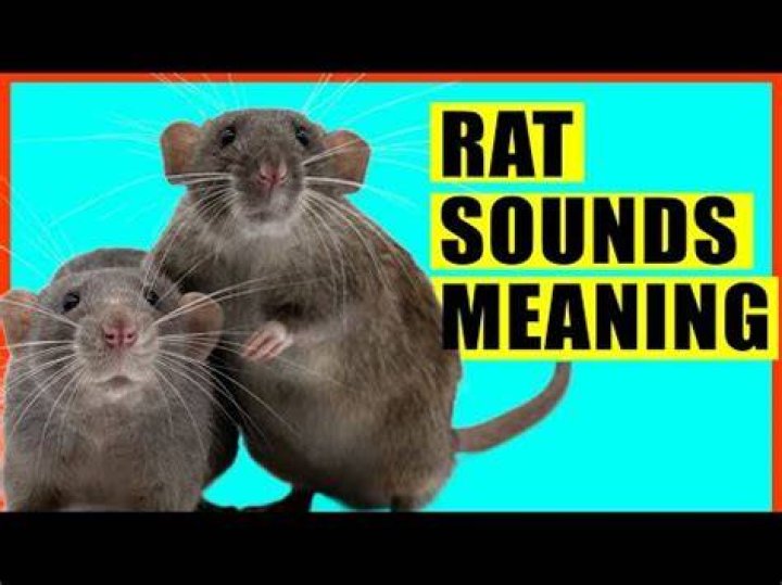 Does rats see at night?