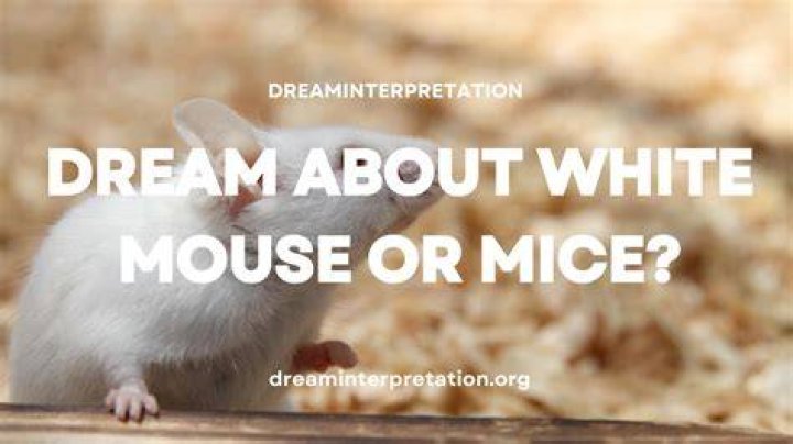 Does seeing one mouse mean there are more?