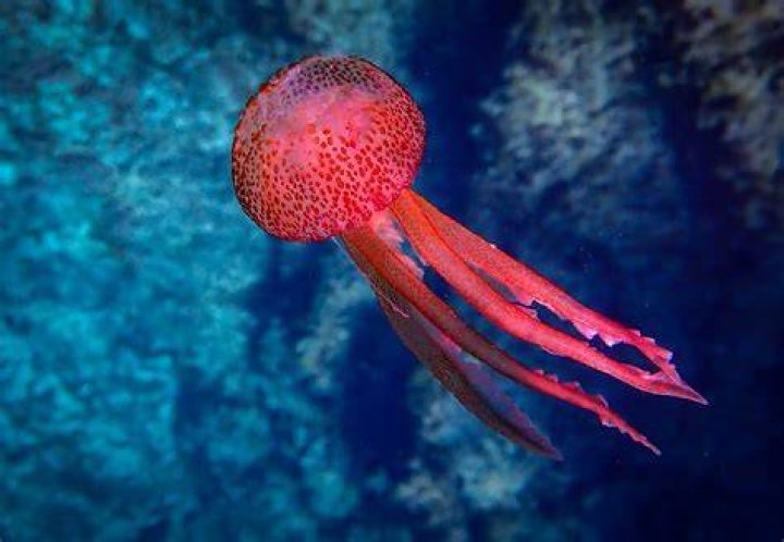Does tuna eat jellyfish?