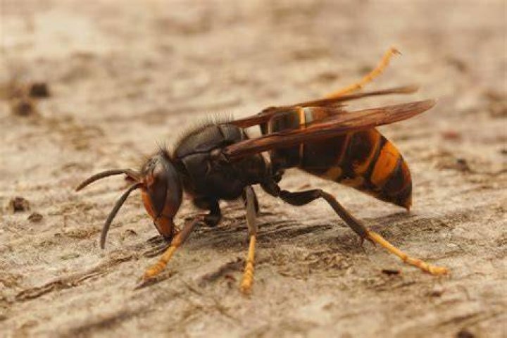 Does vinegar attract wasp?