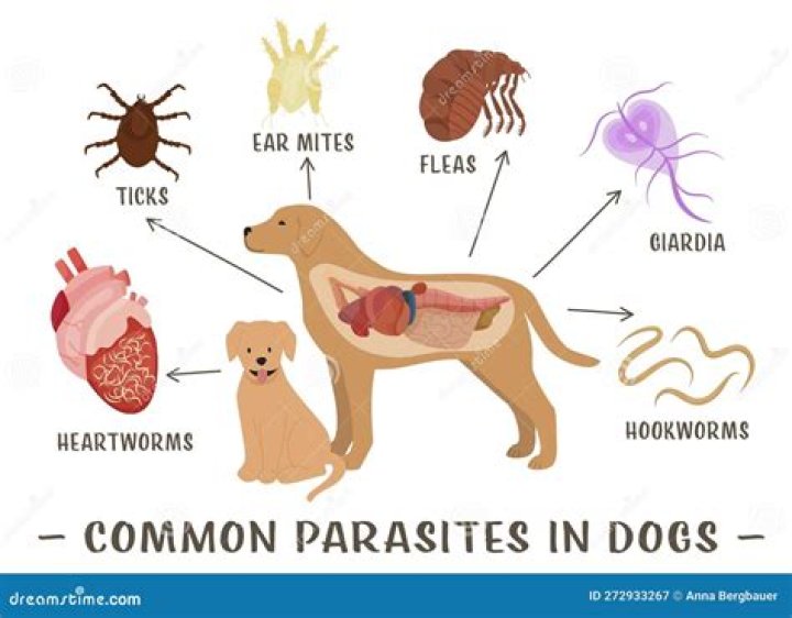 How are parasites treated in dogs?