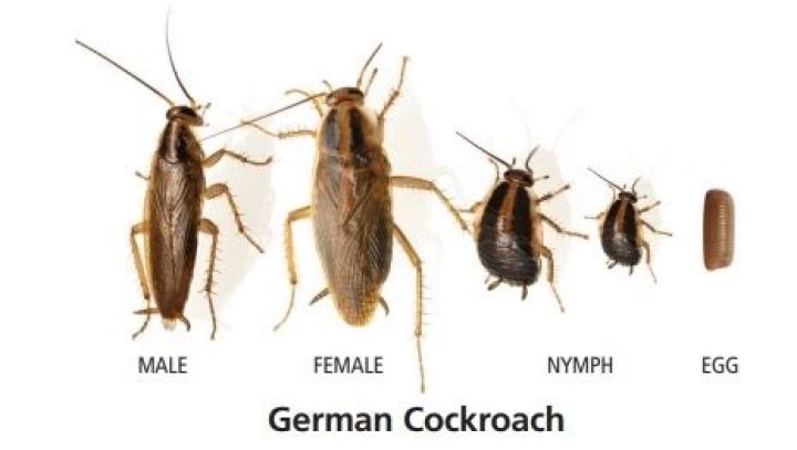 How big is a newly hatched cockroach?