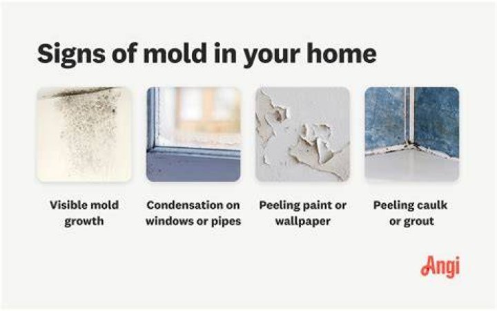 How can I make my house mold free?