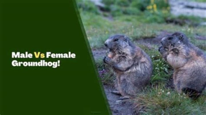 How can you tell a male groundhog from a female?