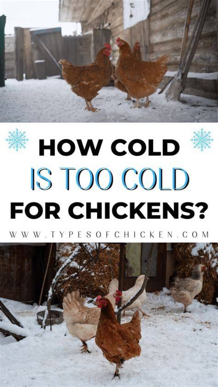 How cold is too cold for a chicken?