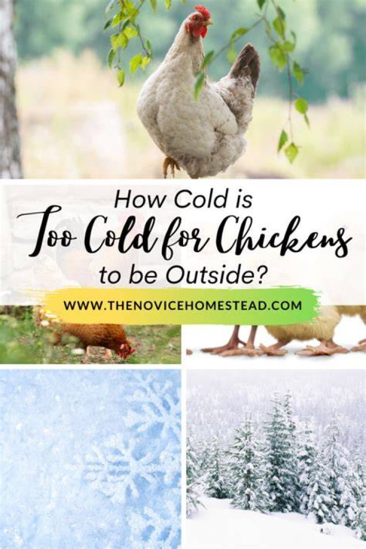 How cold is too cold for chickens to be outside?