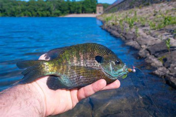 How deep do you fish for bluegill?