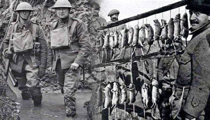How did the soldiers get rid of the rats in ww1?