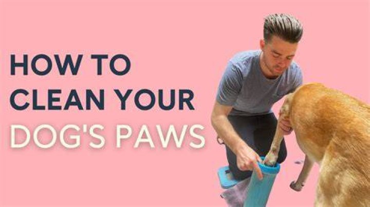 How dirty are dogs paws?