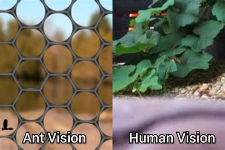 How do ants see humans?