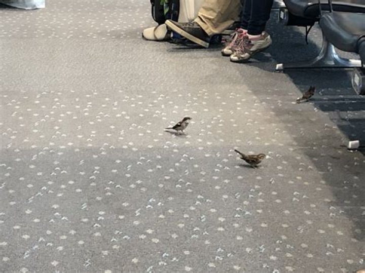 How do birds choose their Favourite person?