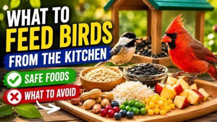 How do birds know you've put food out?