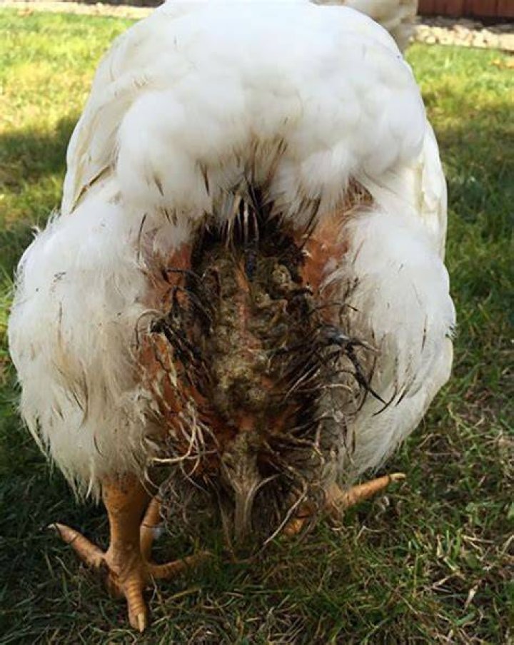 How do chickens get void?