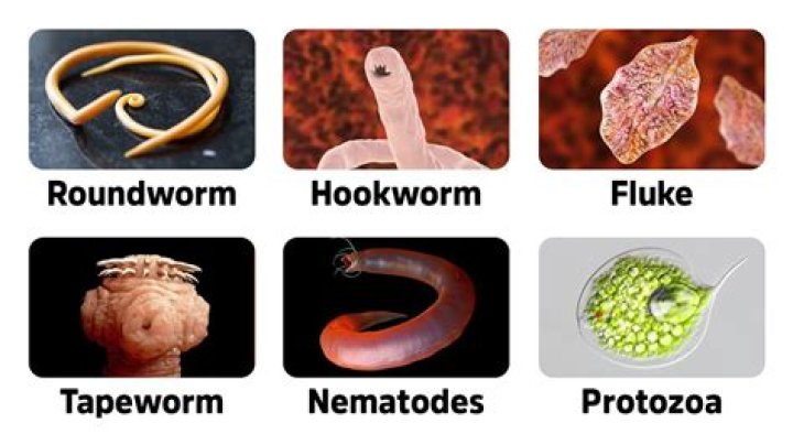 How do humans know if they have worms?