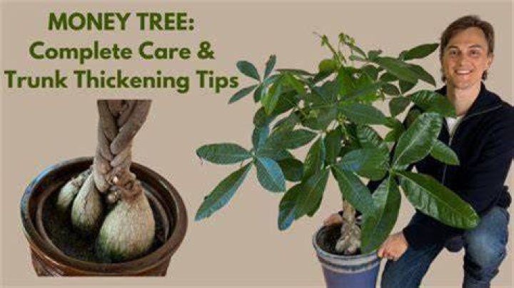 How do I breed a money tree?