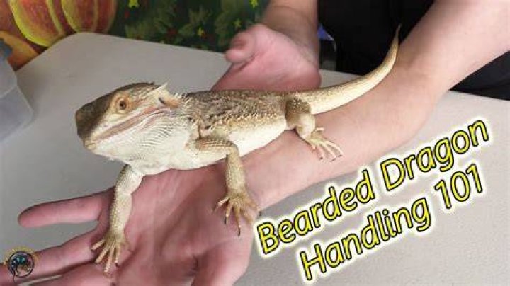 How do I discipline my bearded dragon?