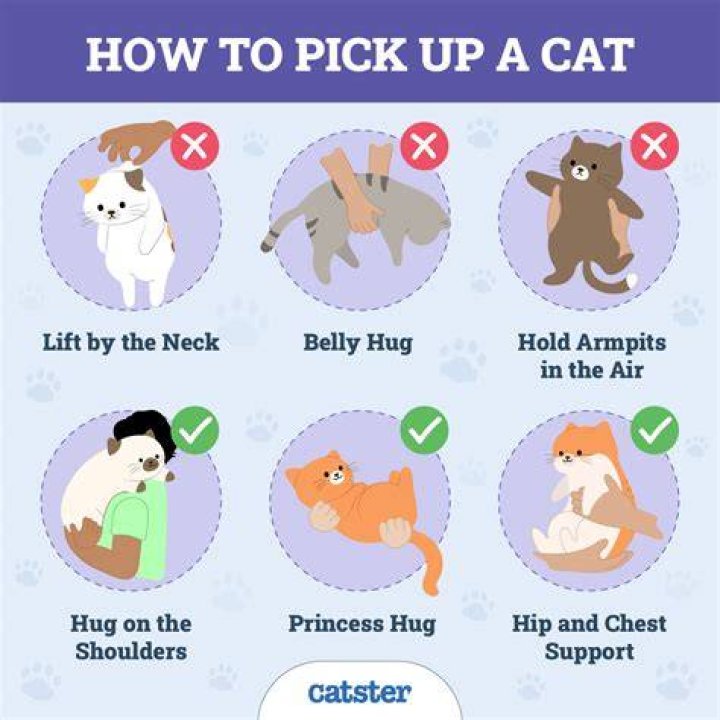 How do I get my cat to tolerate being held?