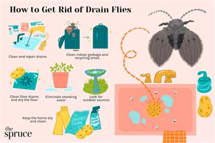 How do I get rid of bugs in my bathroom?
