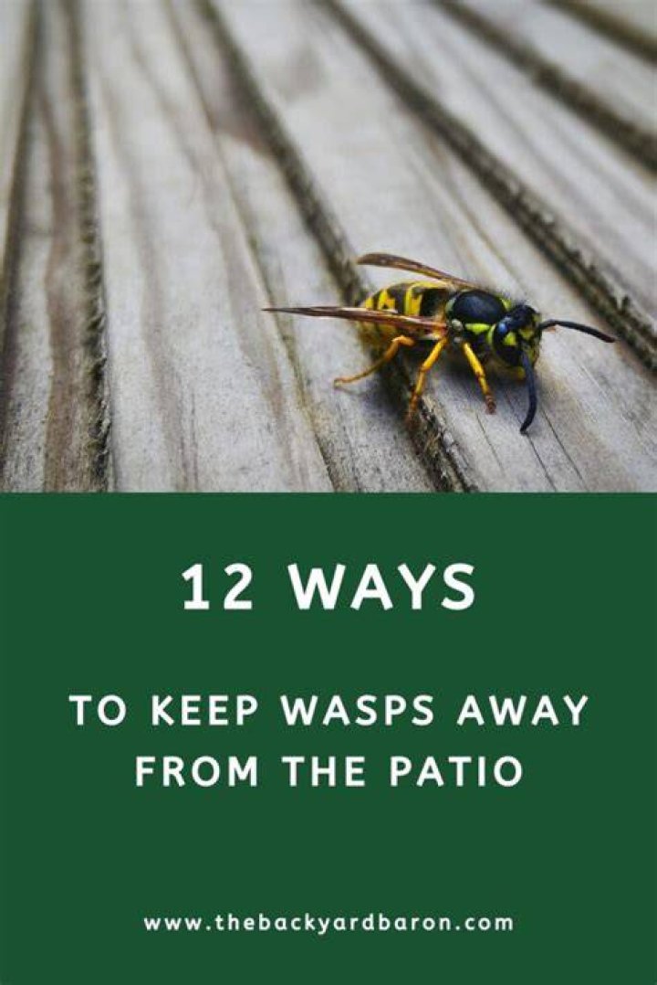How do I keep bees and wasps off my porch?