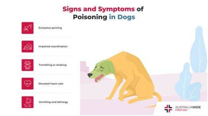 How do I know if an animal died in my wall?