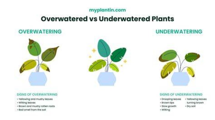 How do I know if I'm overwatering seeds?