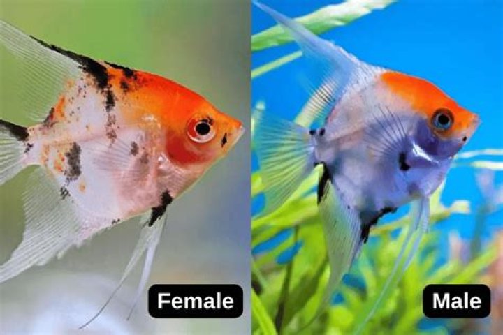 How do I know if my angelfish is male or female?