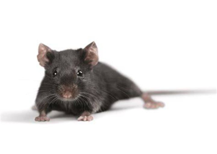 How do I know if my mouse is dying?