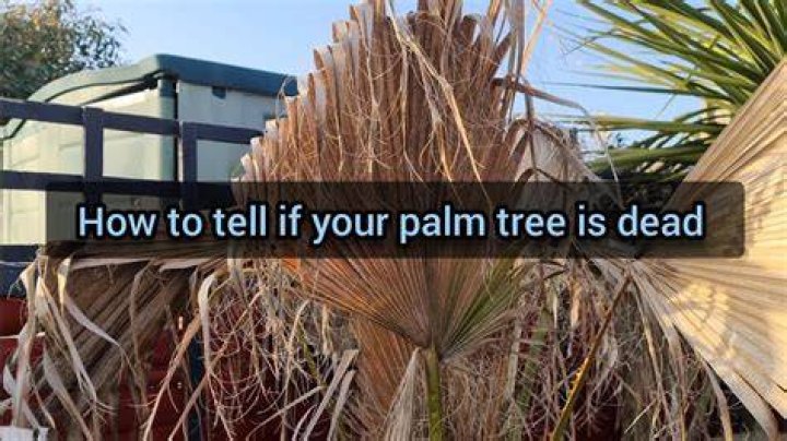 How do I know if my palm tree is dying?