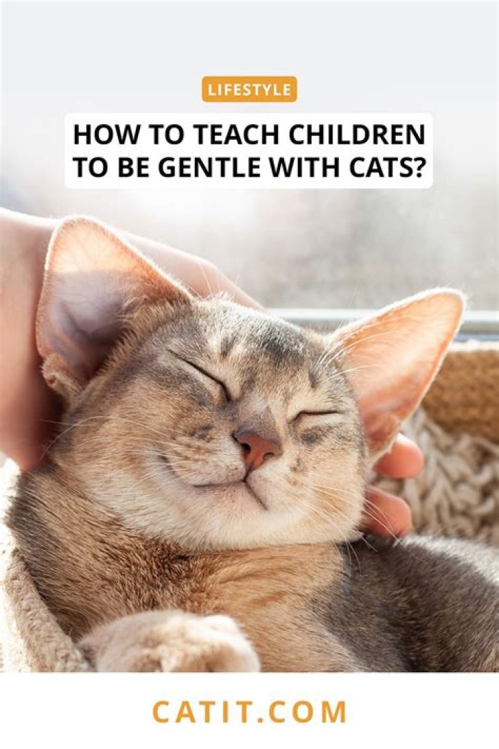 How do I teach my toddler to be gentle with my cat?